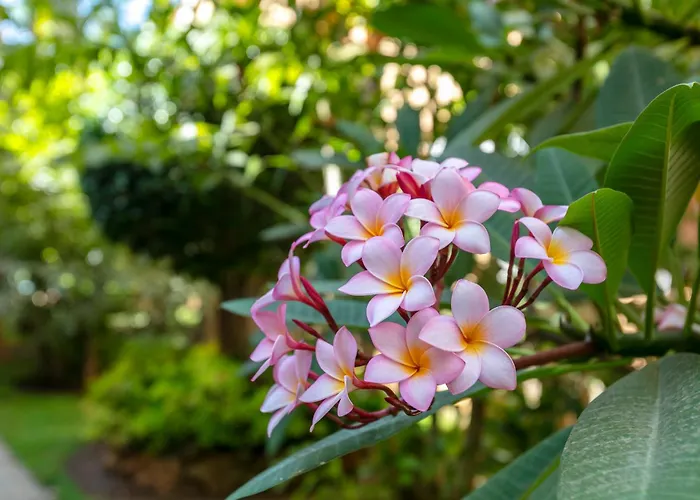 Playa Alicate, 2 Bedroom Apartament *